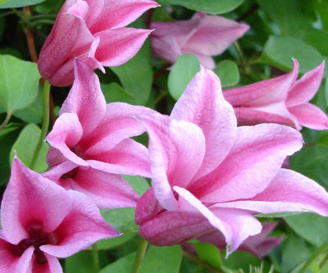 CLEMATIS - DUCHESS OF ALBANY