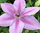CLEMATIS - ROSALIE