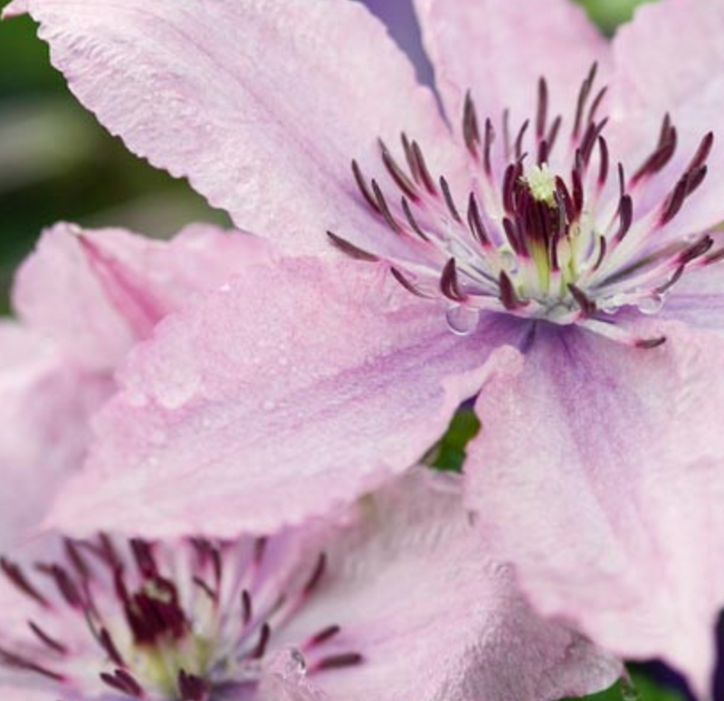 CLEMATIS - HAGLEY HYBRID
