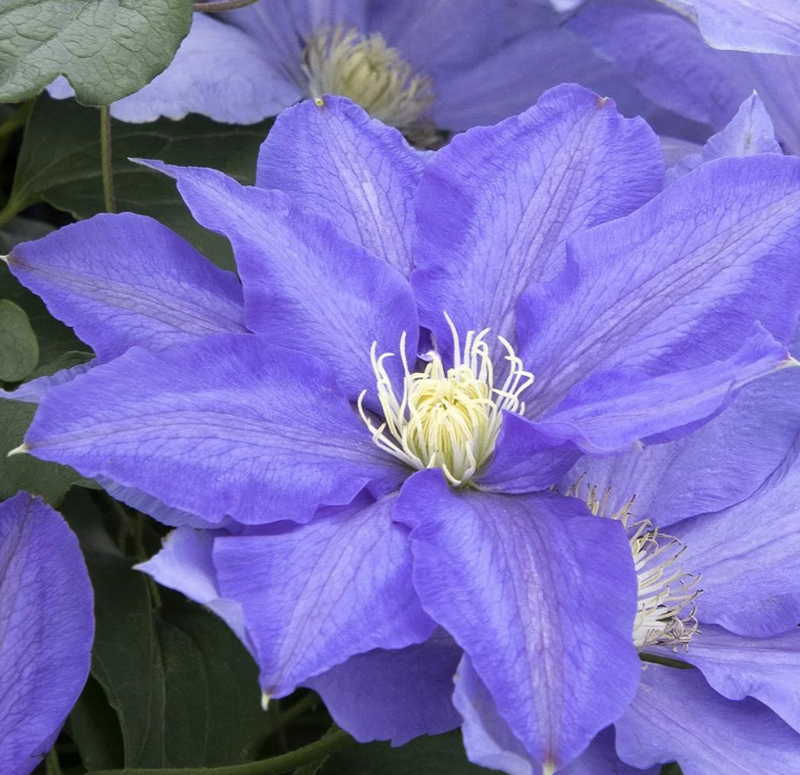 CLEMATIS - H.F. YOUNG
