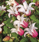 CLEMATIS - PRINCESS KATE