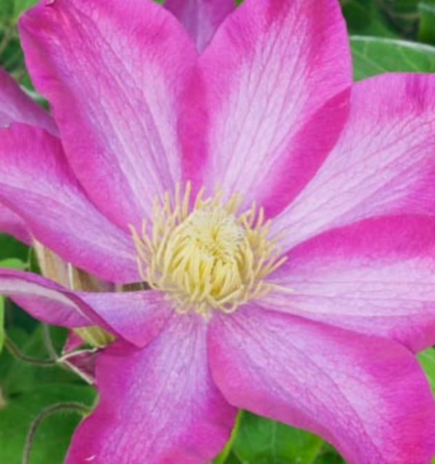 CLEMATIS - PINK CHAMPANGE