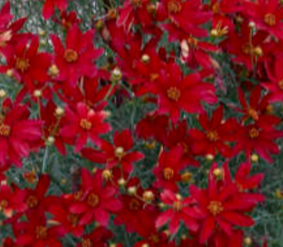 COREOPSIS - HOT PAPRIKA