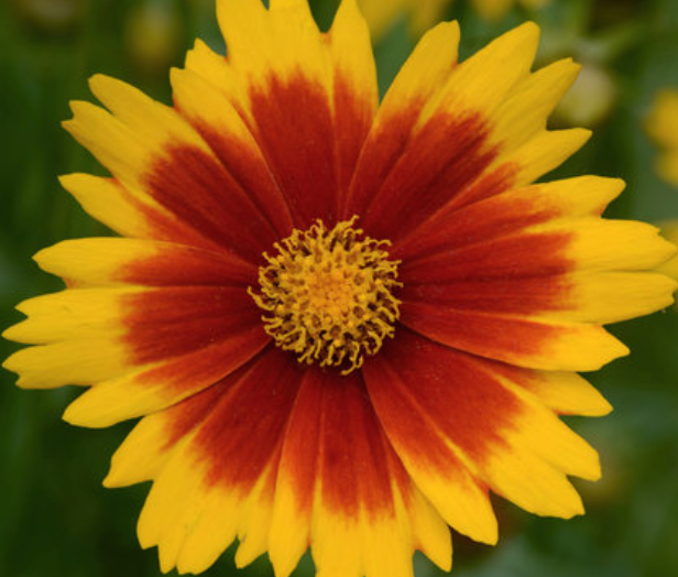 COREOPSIS - UPTICK GOLD/BRONZE