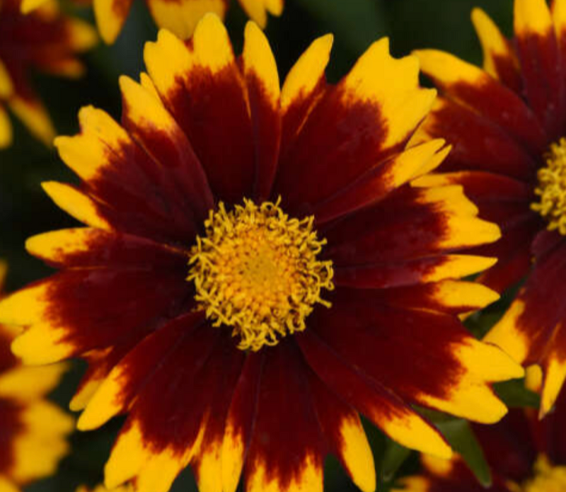 COREOPSIS - UPTICK RED