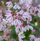 DEUTZIA-YUKI KABUKI