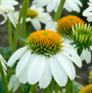 ECHINACEA - POW WOW WHITE