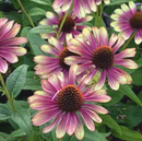 ECHINACEA - SWEET SANDIA