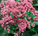 EUPATORIUM - JOJO