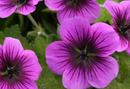 GERANIUM - PERFECT STORM