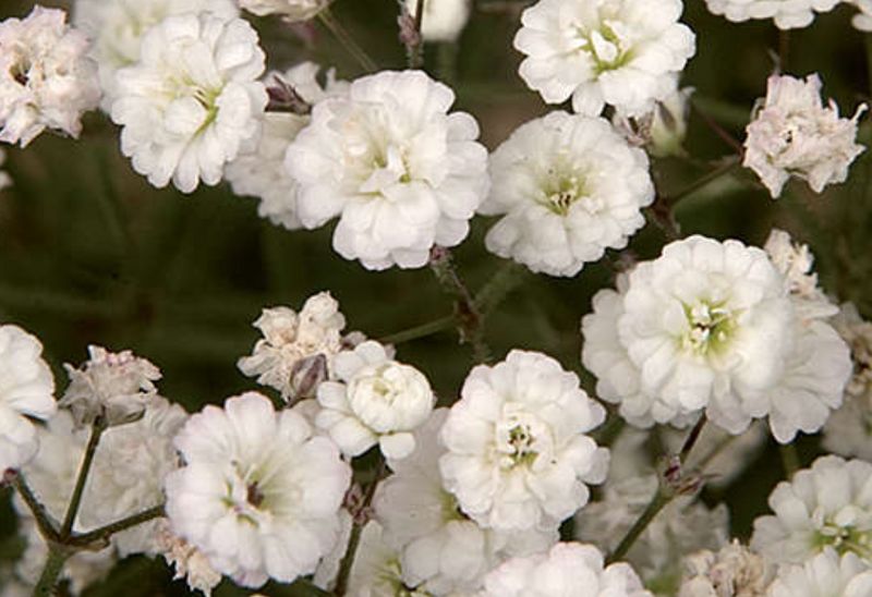 GYPSOPHILLA - SUMMER SPARKLER