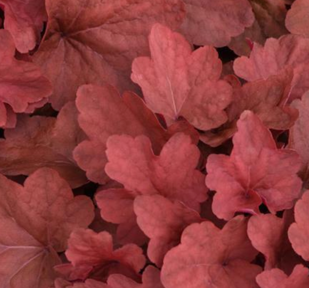 HEUCHERA - CARNIVAL CINNAMON STICK