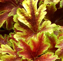HEUCHERELLA - GOLD ZEBRA