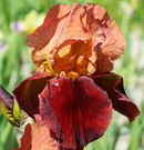 IRIS - GERMANICA NATCHEZ TRACE