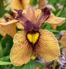 IRIS - PSUEDATA YARAI