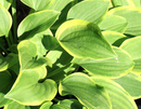 HOSTA - GOLDEN TIARA