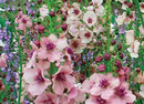 VERBASCUM - SOUTHERN CHARM