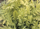 TANACETUM VULGARE - ISLA GOLD