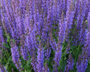 SALVIA - MAY NIGHT