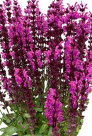 SALVIA - SALUTE NEON PINK