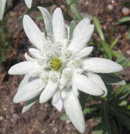 LEONTOPODIUM ALPINUM - BLOSSOM OF SNOW
