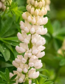 LUPINUS - MINI GALLERY WHITE