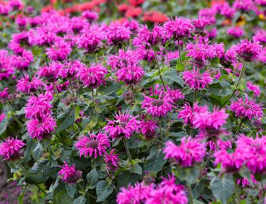 MONARDA - BEE YOU BEE FREE