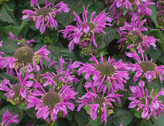 MONARDA - BEE YOU BEE-PRETTY
