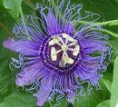 PASSIFLORA - INCENSE