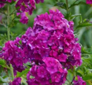 PHLOX - NICKY