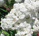 PHLOX - DAVID