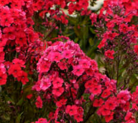 PHLOX - RED RIDING HOOD