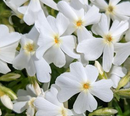 PHLOX - SPRING WHITE