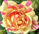 ROSE MINIATURE - MINI PARADE LYNN
