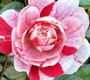 ROSE MINIATURE - MINI PARADE MERI