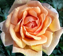ROSE MINIATURE - MINI PARADE RADMILA