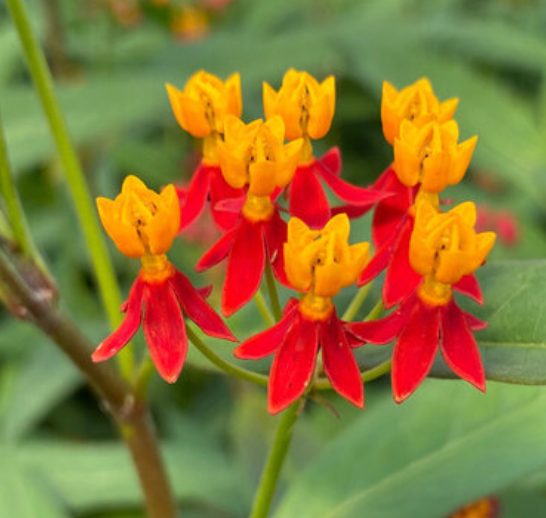 ASCLEPIAS - SILKY DEEP RED