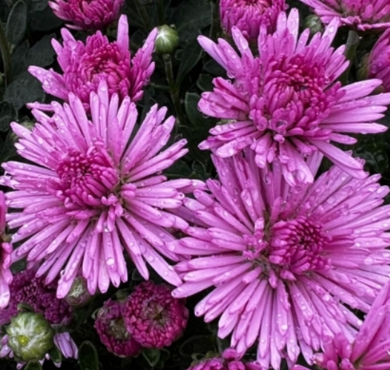 CHRYSANTHEMUM - IGLOO FIREWORKS