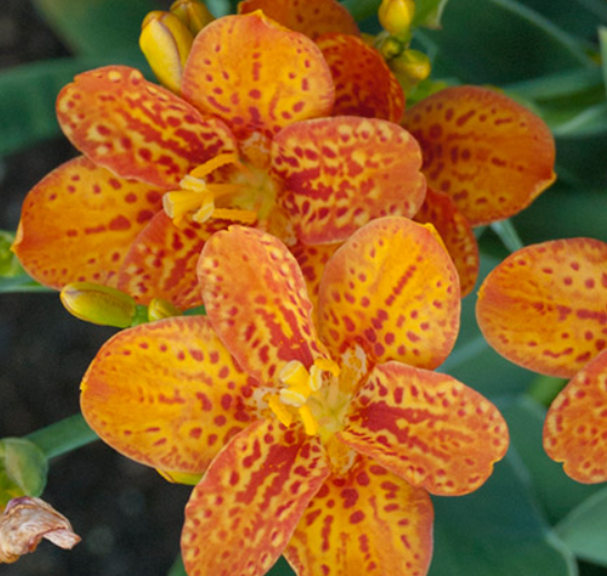 BLACKBERRY LILY - FRECKLEFACE