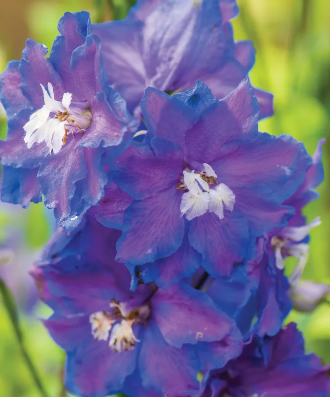 DELPHINIUM - DASANTE BLUE