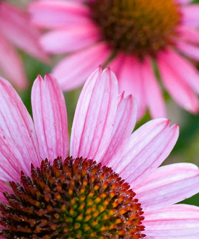 ECHINACEA - PIXIE MEADOWBRITE