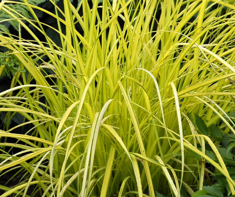 GRASS - GOLDEN SEDGE BOWLES