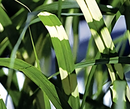 GRASS - ZEBRINUS