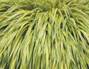 HAKONECHLOA MACRA - AUREOLA