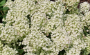 HYDRANGEA - TINY QUICK FIRE