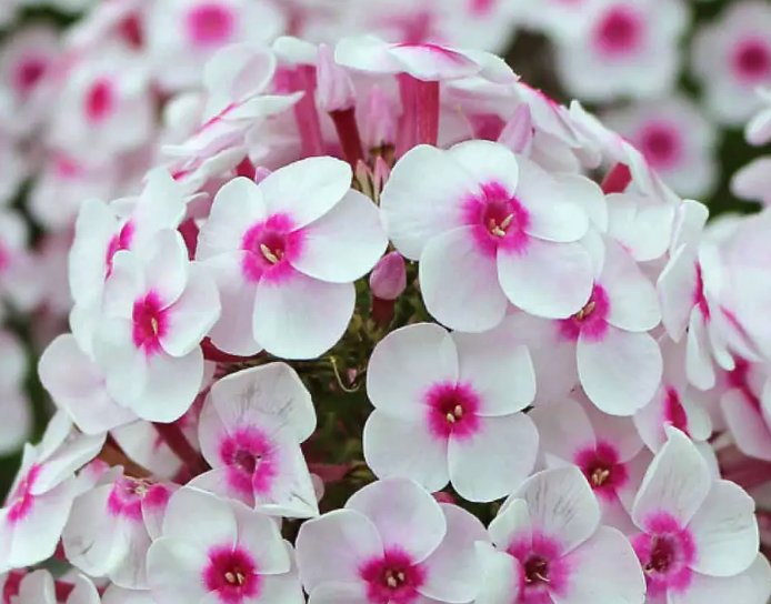 PHLOX - CHERRY CREME