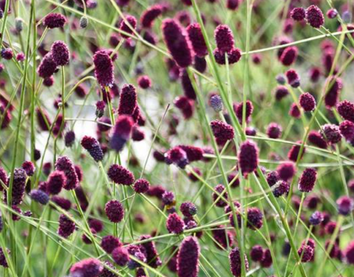 BURNET - PLUM DROP