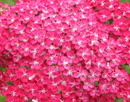 ACHILLEA - SAUCY SEDUCTION