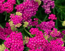 ACHILLEA - MILLY ROCK ROSE