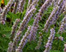 AGASTACHE - BLUE FORTUNE